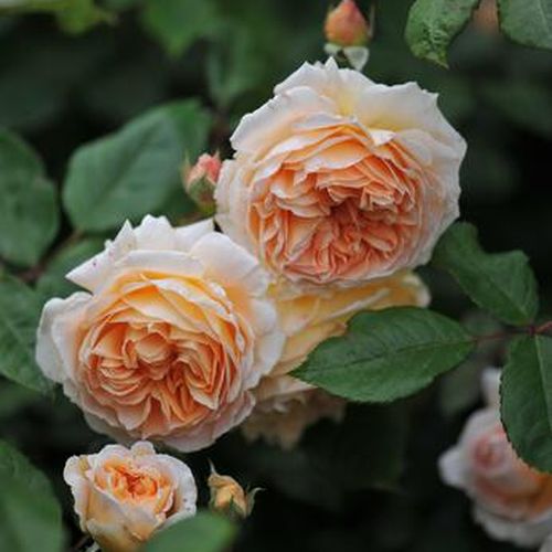 Dominique Massad - Rózsa - Kizuna - Online rózsa vásárlás